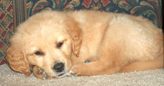 Copper as a Puppy