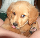 Copper as a Puppy